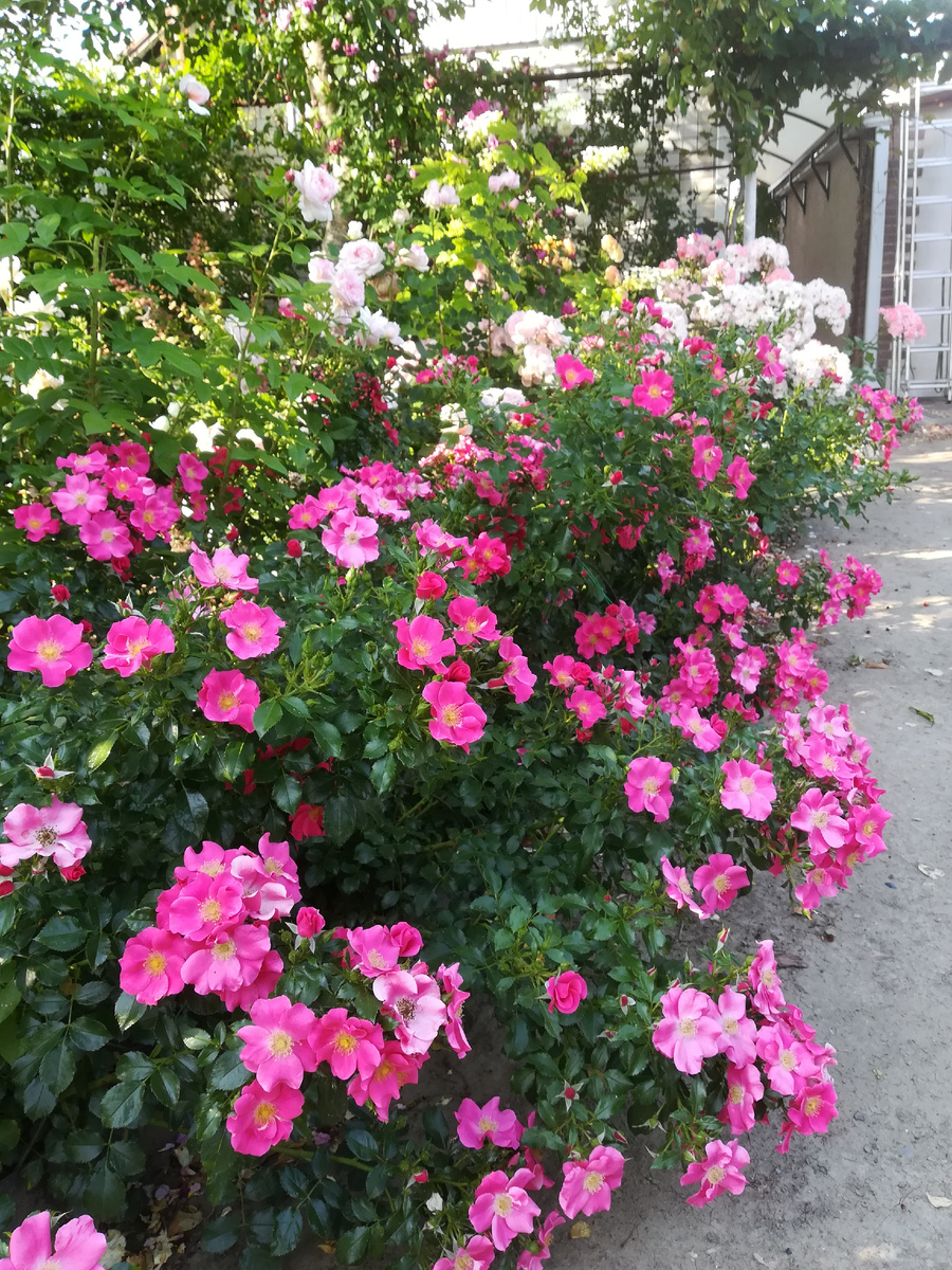 Вот в этом бордюре бьются насмерть. А он же только зацветает! 