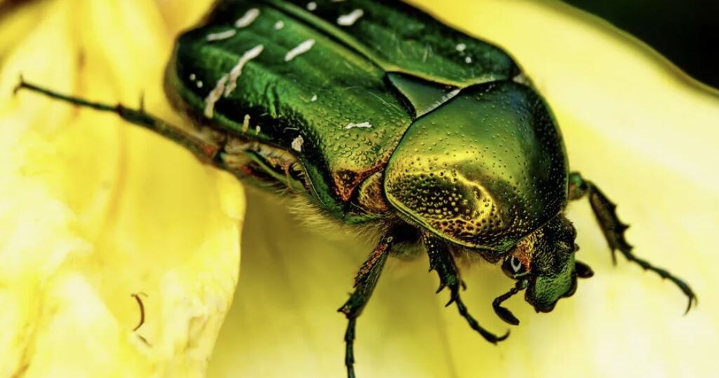 Бронзовка в саду и огороде: вред или польза?