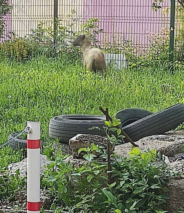 Фото: ТГ-канал "Многонационал". 