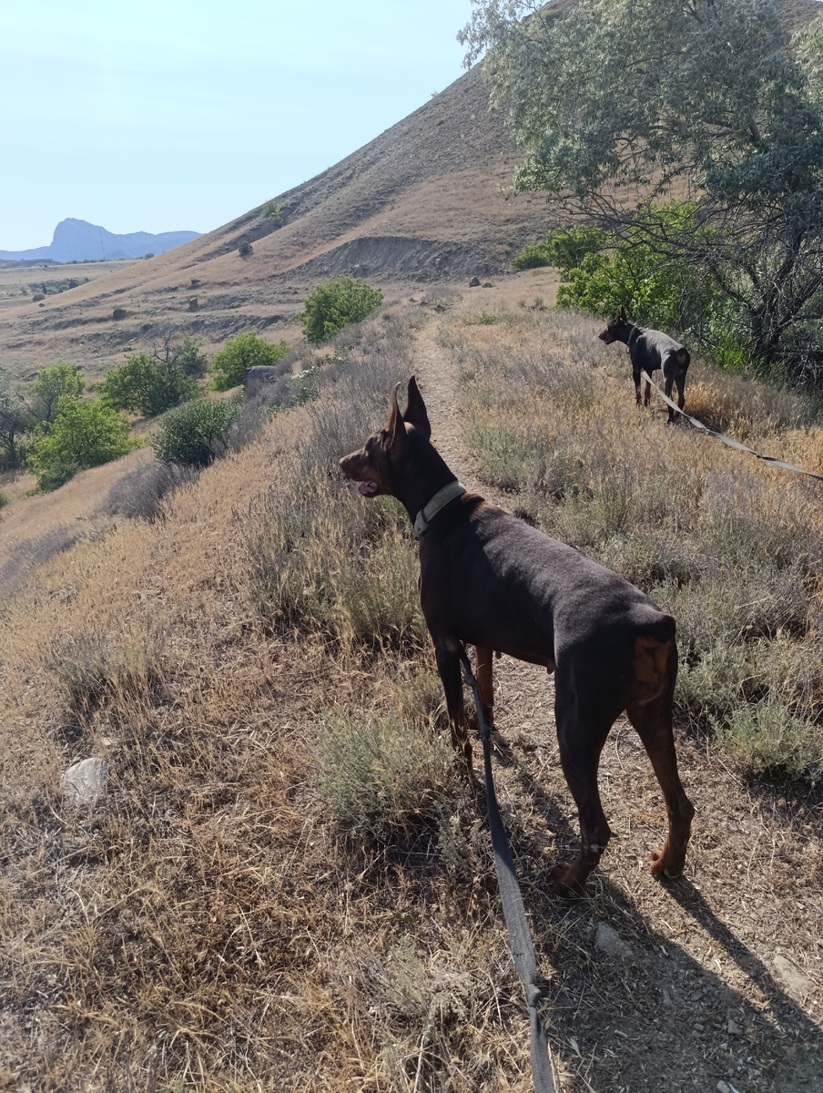Красотка и ее брат-балбес
