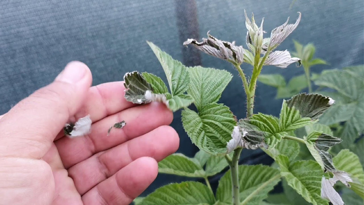 Яндекс картинки