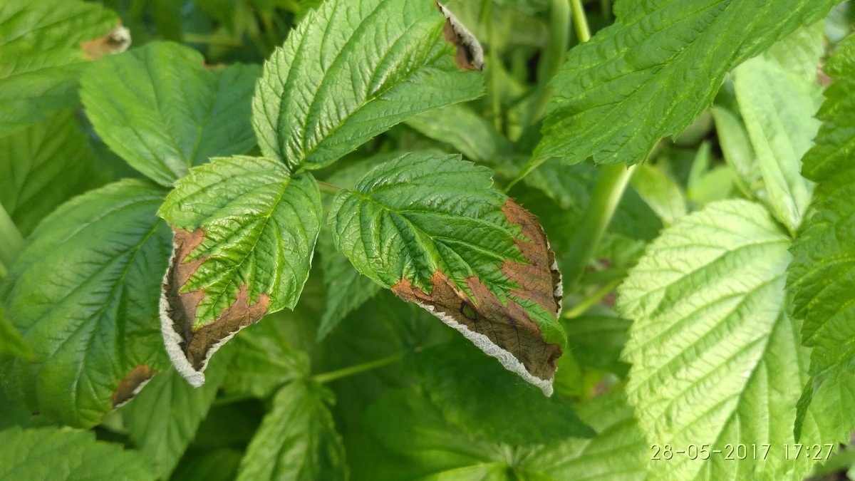Яндекс картинки