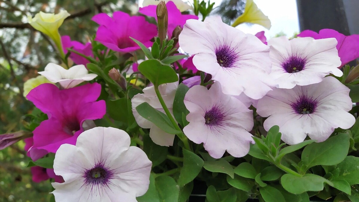     Источник: transsibinfo.com