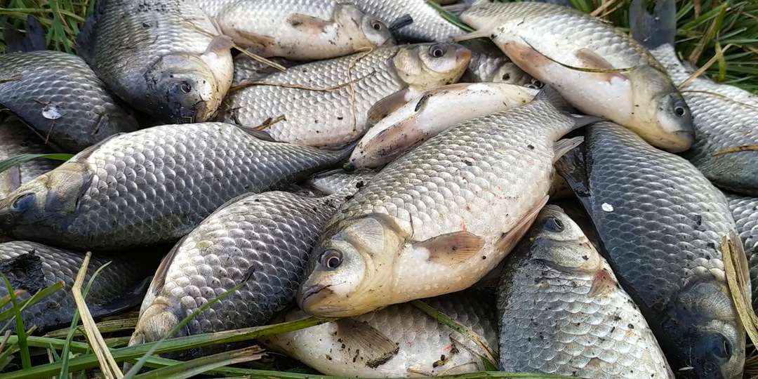 "Манный" магнит: Готовим болтушку, от которой летний карась теряет голову