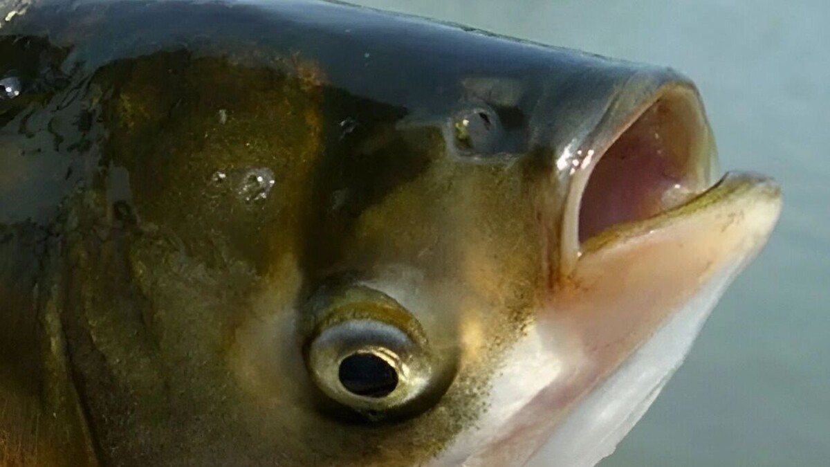     Источник: transsibinfo.com