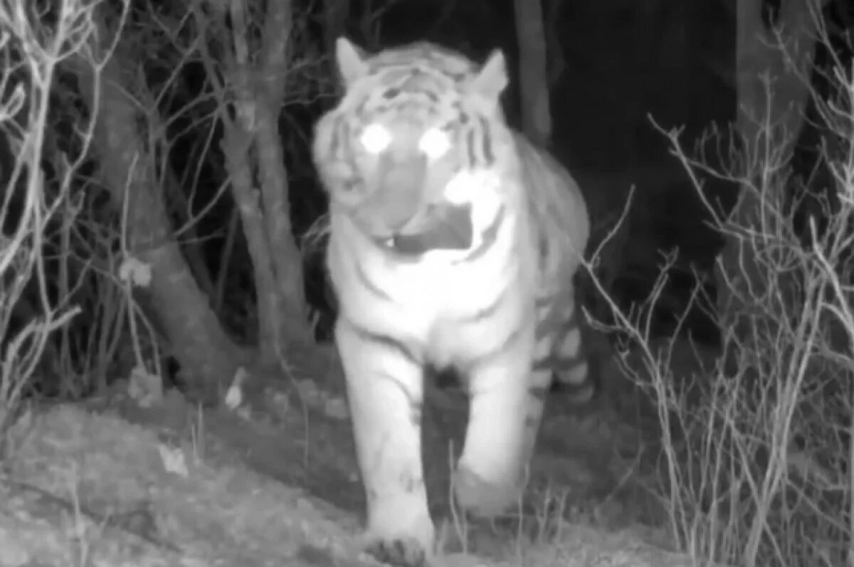    Амурский тигр унёс в зубах фотоловушку в нацпарке Приморья