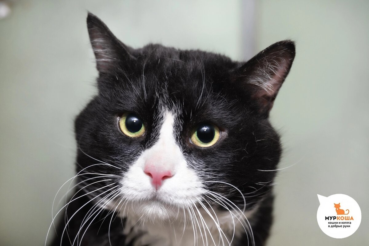 Ласкового Плюшкина нашли на улице.