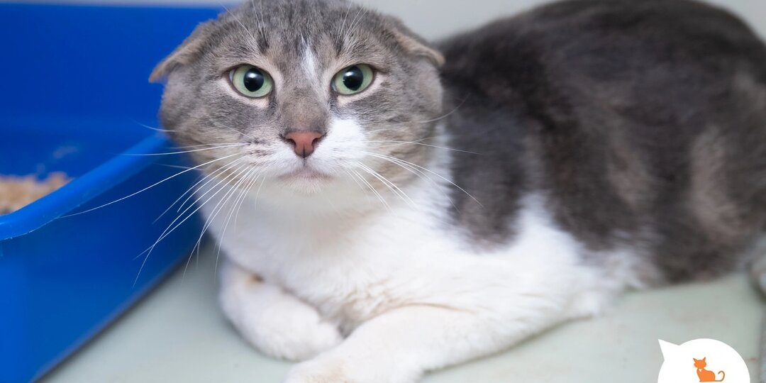 Мамы, даже если они папы, нужны всем