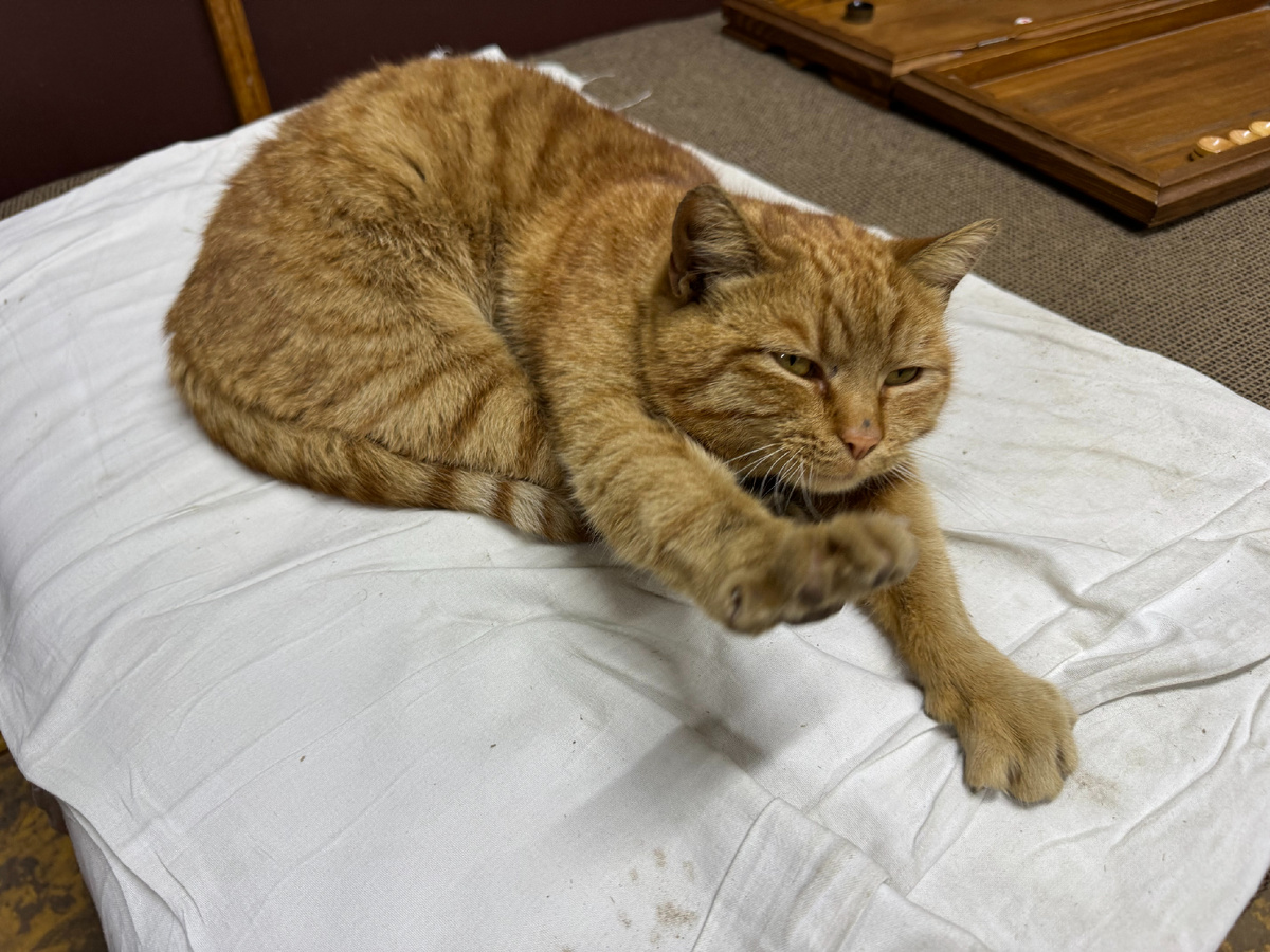 Не Рыжик, но тех же кровей.