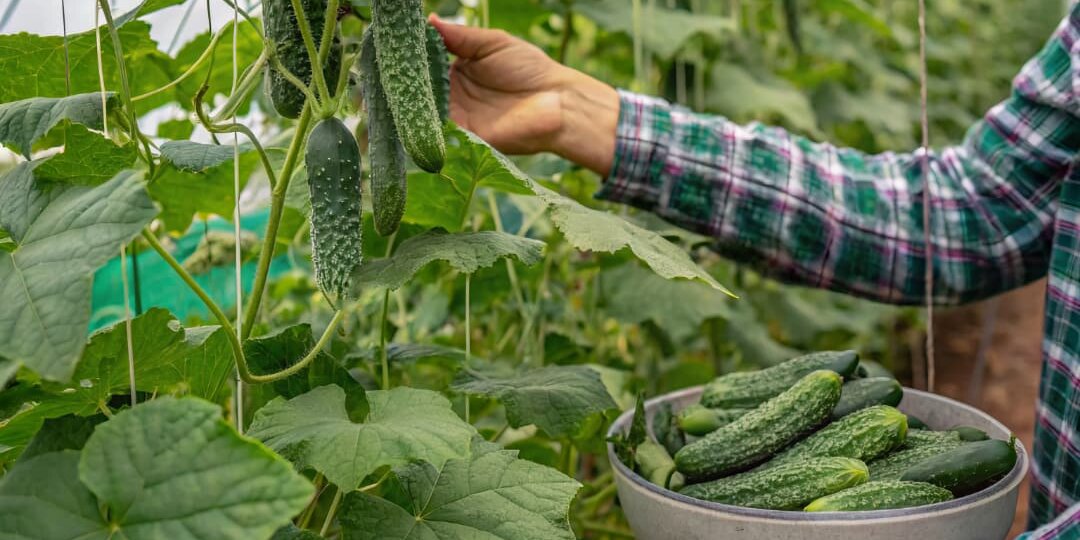 Формула подкормки огурцов в теплице на весь сезон: мы вывели для себя такую — делимся с Вами