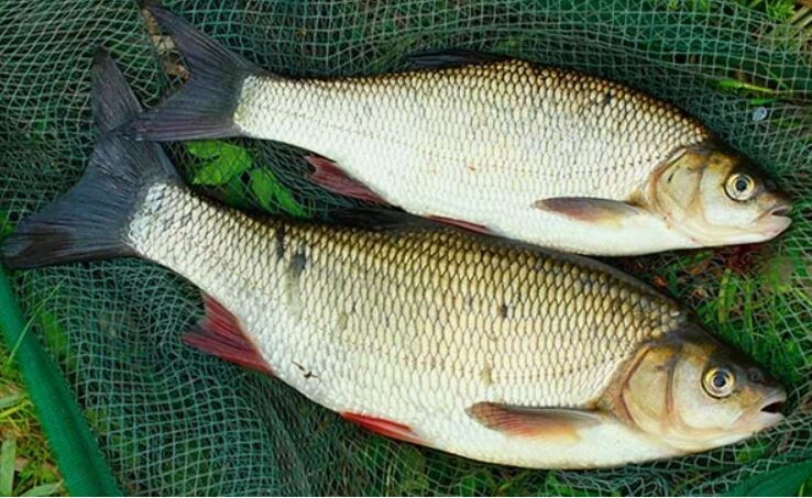 Фото  из интернета, авторских увы, не сохранилось...