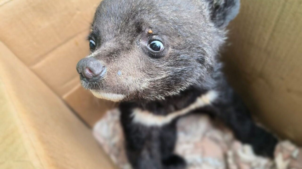     Источник: siberiantiger_center