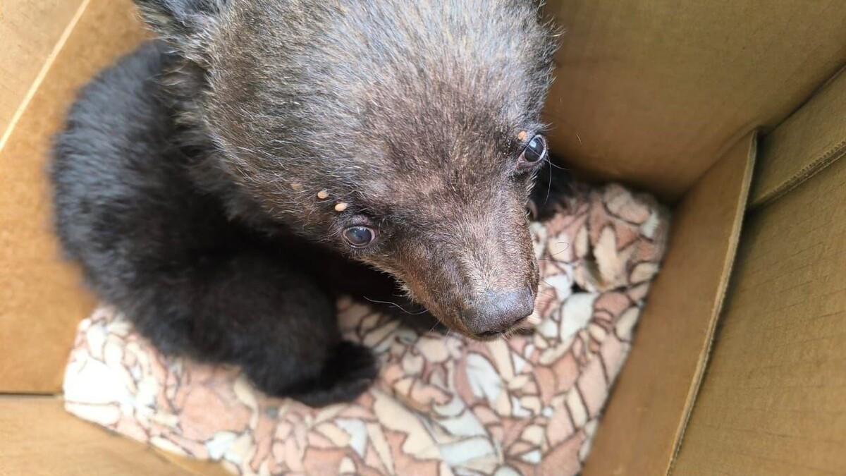     Источник: siberiantiger_center