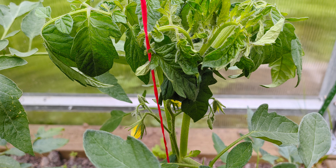 Странное поведение помидоров и что с этим делать