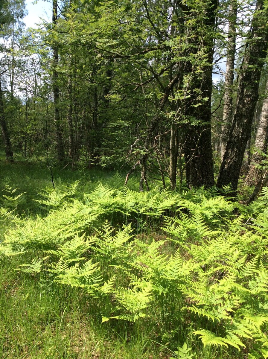 Фото Сергея Заплаткина 06.06.25