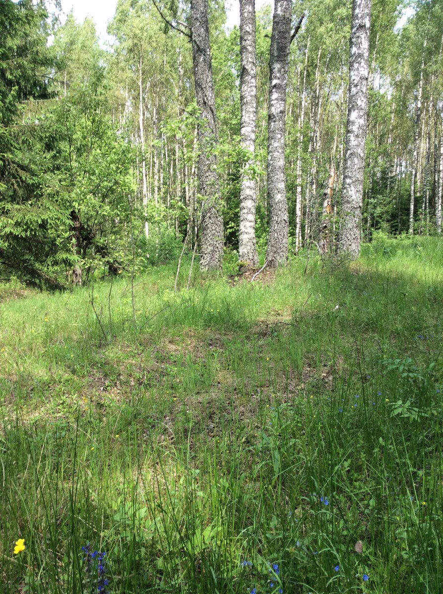 Фото Сергея Заплаткина 06.06.25