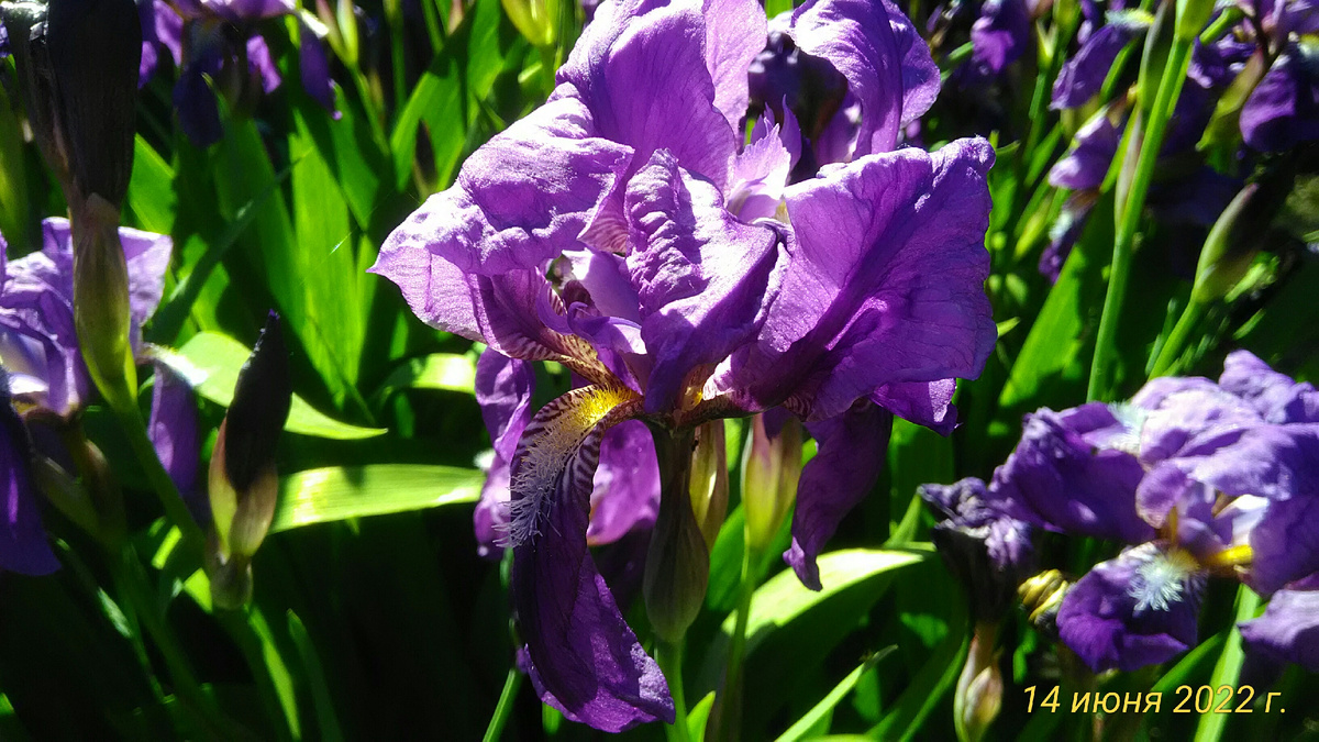 Цветы ириса. 14 июня 2022 года. Снято на камеру ,, Ассус. ,, Фото автора.