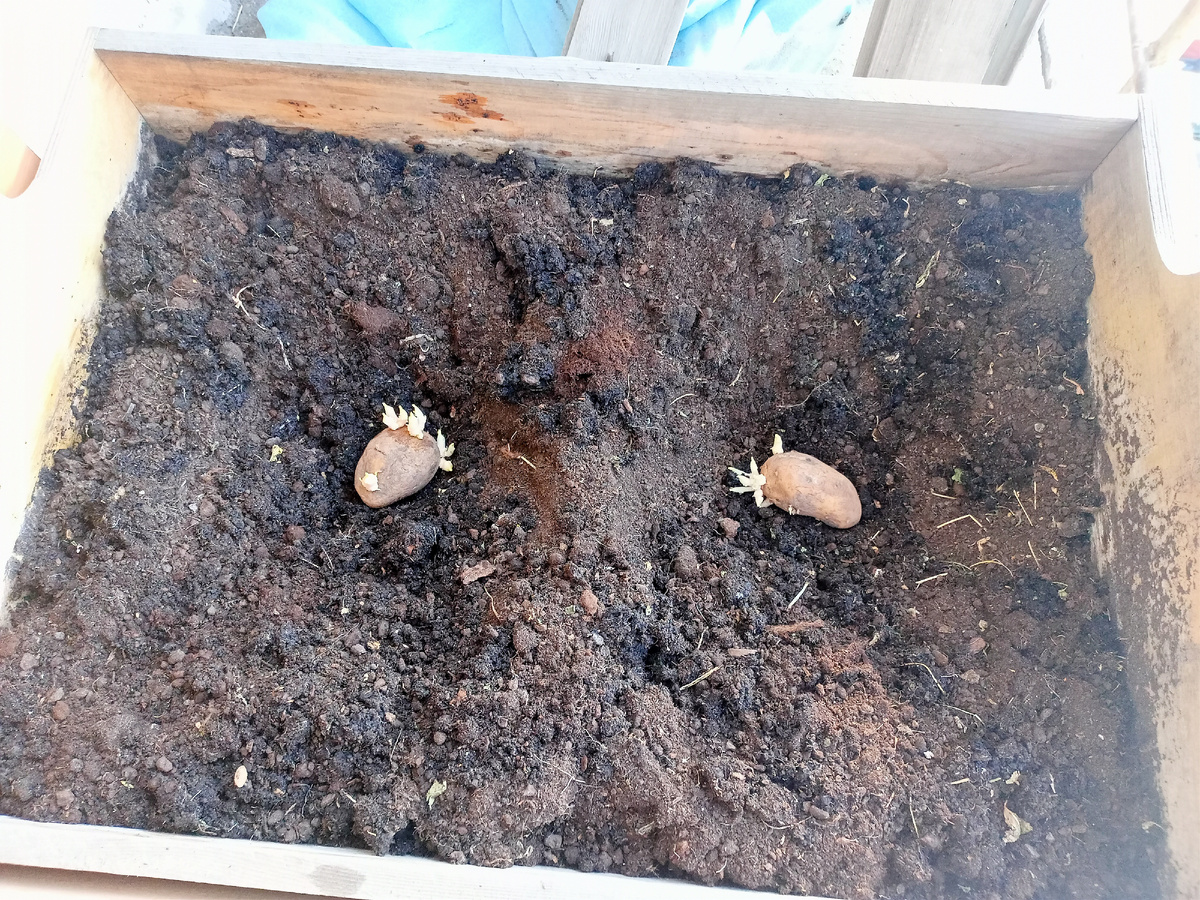 Картофель на балконе