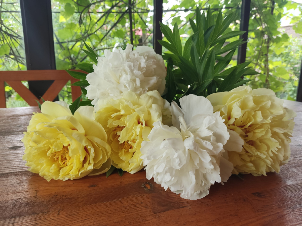 Пионовый букет - один из символов лета на даче