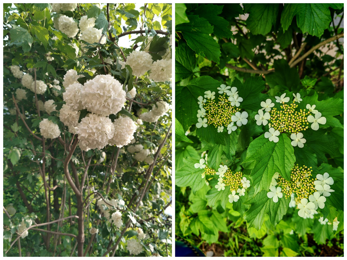 Цветёт калина. На первом фото бульдонеж (декоративная, не плодоносит), на втором фото обыкновенная (осенью будут гореть красные кисти)