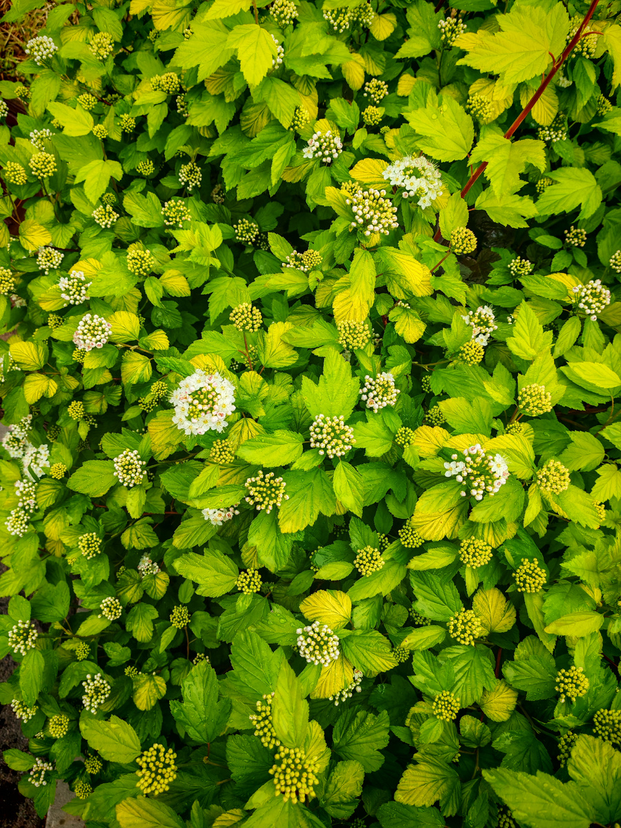 Зацветает пузыреплодник