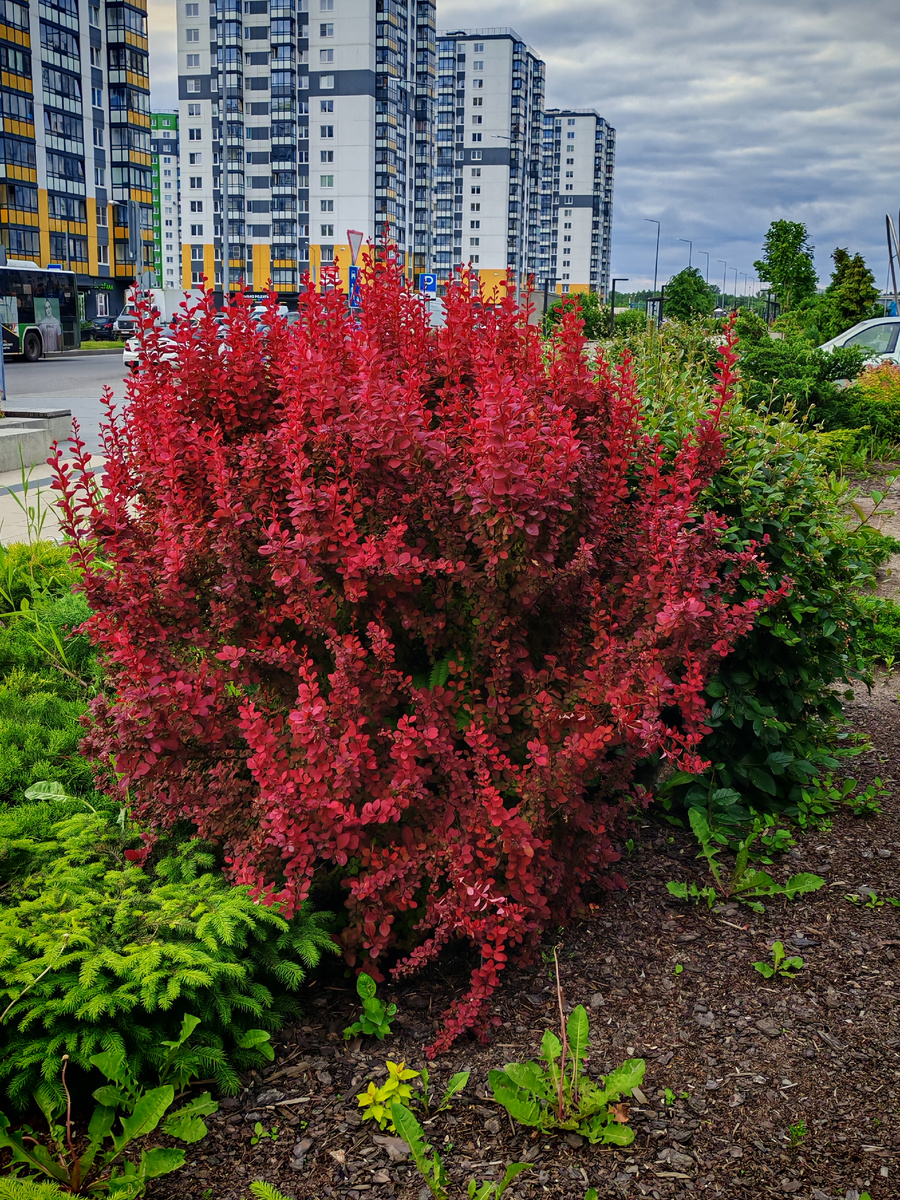 Барбарис на бульваре