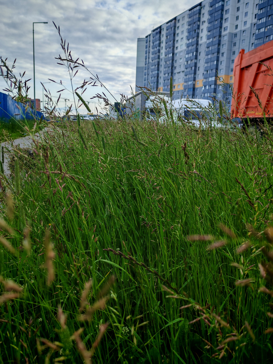 Травы вдоль дорог. Правда, уже начали косить. 