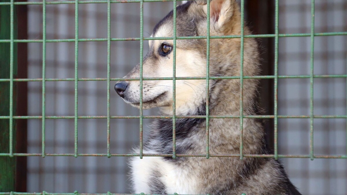    Фото: Василий Петров/«Ямал-Медиа»