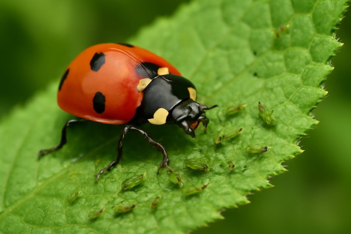 Божья коровка в борьбе с тлей