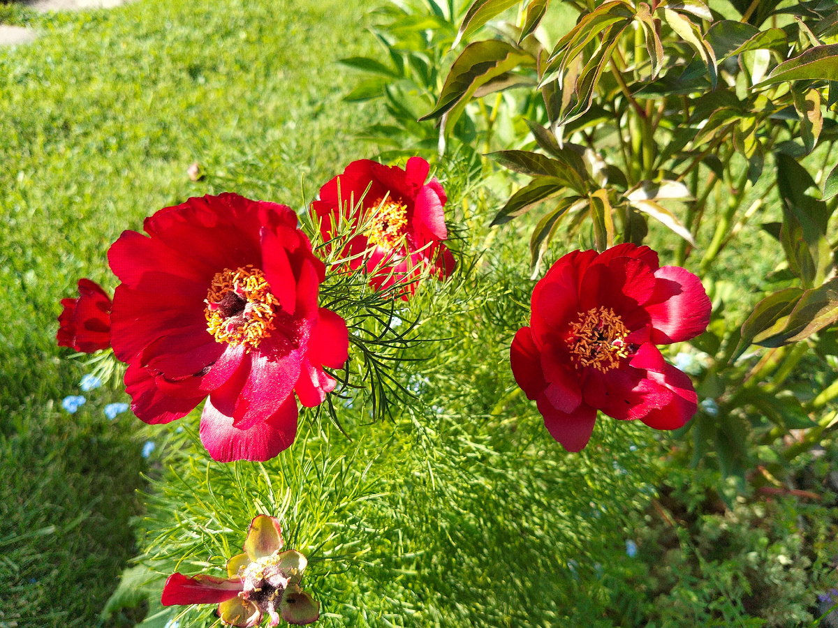 Тонколистный пион (Paeonia tenuifolia) в нашем саду на даче. Фото автора @Маша Генералова