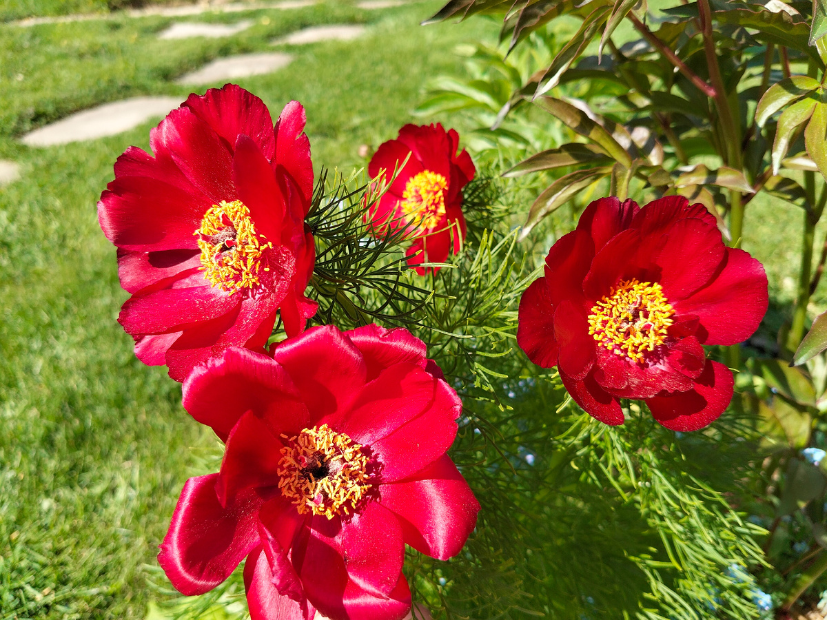 Тонколистный пион (Paeonia tenuifolia) в нашем саду на даче. Фото автора @Маша Генералова