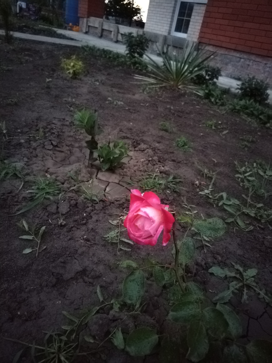 Одинокая роза в сумерках