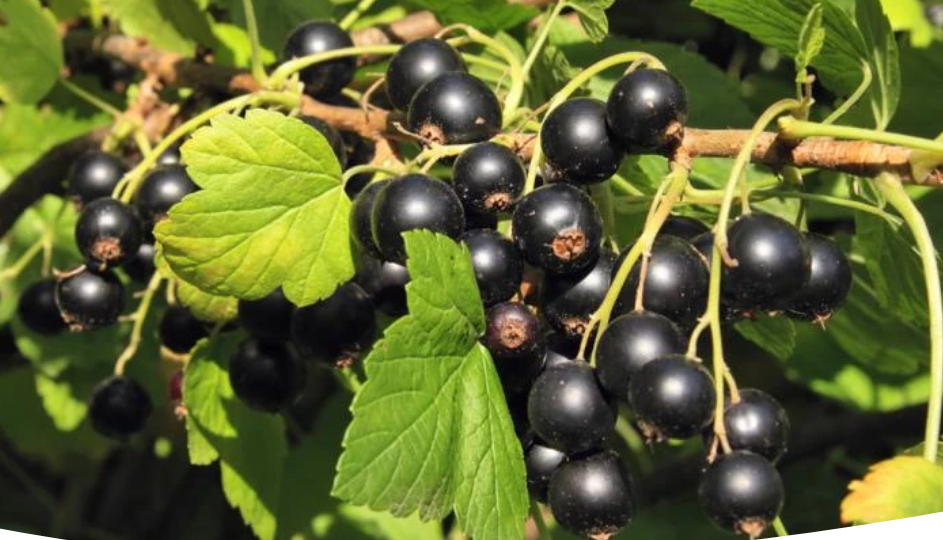 Как справиться с пятнистостью смородины (септориозом)