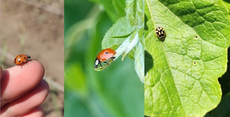 Все божьи коровки были найдены на кустах рядом с колониями тлей