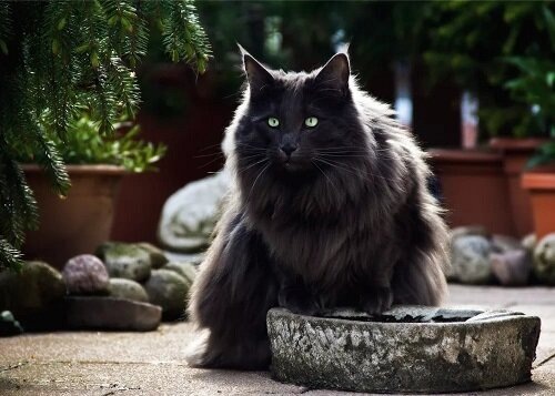 Норвег Борька до ранения. Фото из Интернета.