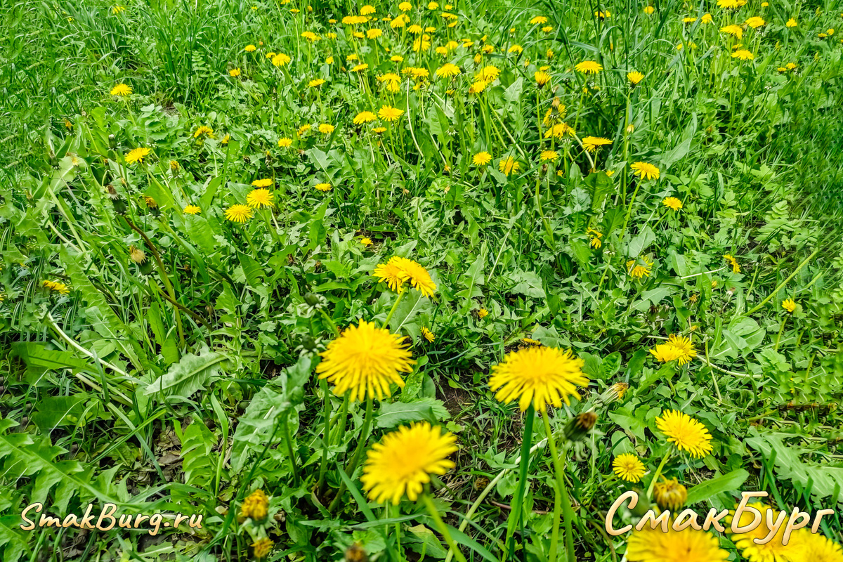 Безгранично-прекрасное поле из одуванчиков    Фото: Юлия А.