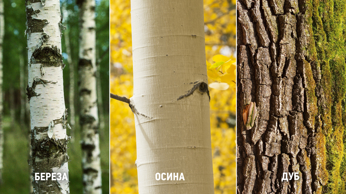     Фото: shuttertim82; Manamana; tonyz20; olpo/Shutterstock/FOTODOM Стволы березы, молодой осины и дуба