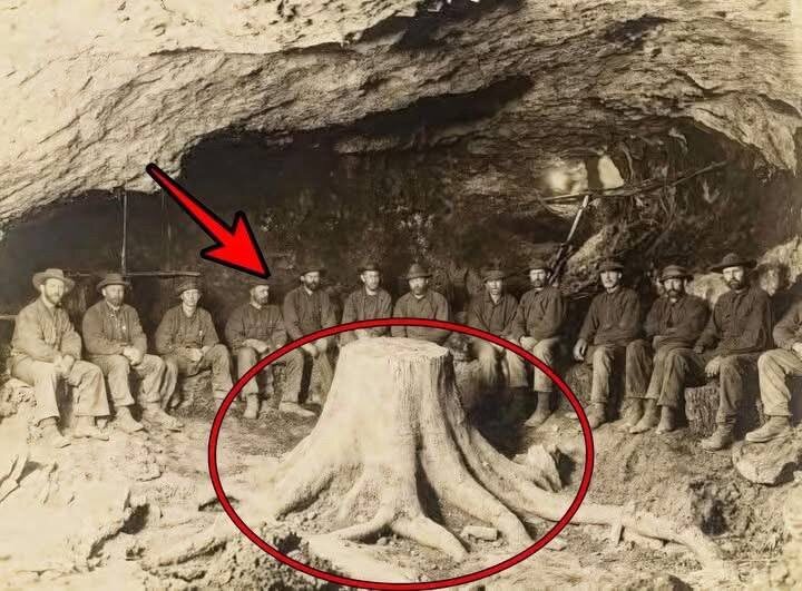 В 1918 году шахтёры наткнулись на уникальный артефакт прошлого – полностью сохранившийся окаменевший пень, запечатанный внутри угольного