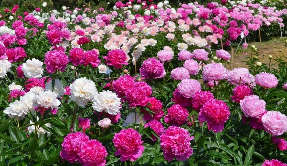 💖Обязательно делаю с пионами после цветения: удобряю на палку и обрезаю для фотосинтеза