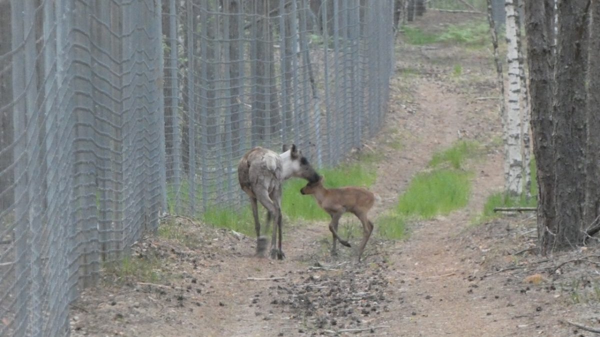    Пополнение случилось и у самки северного оленя Лены, и в вольном стаде экоцентра