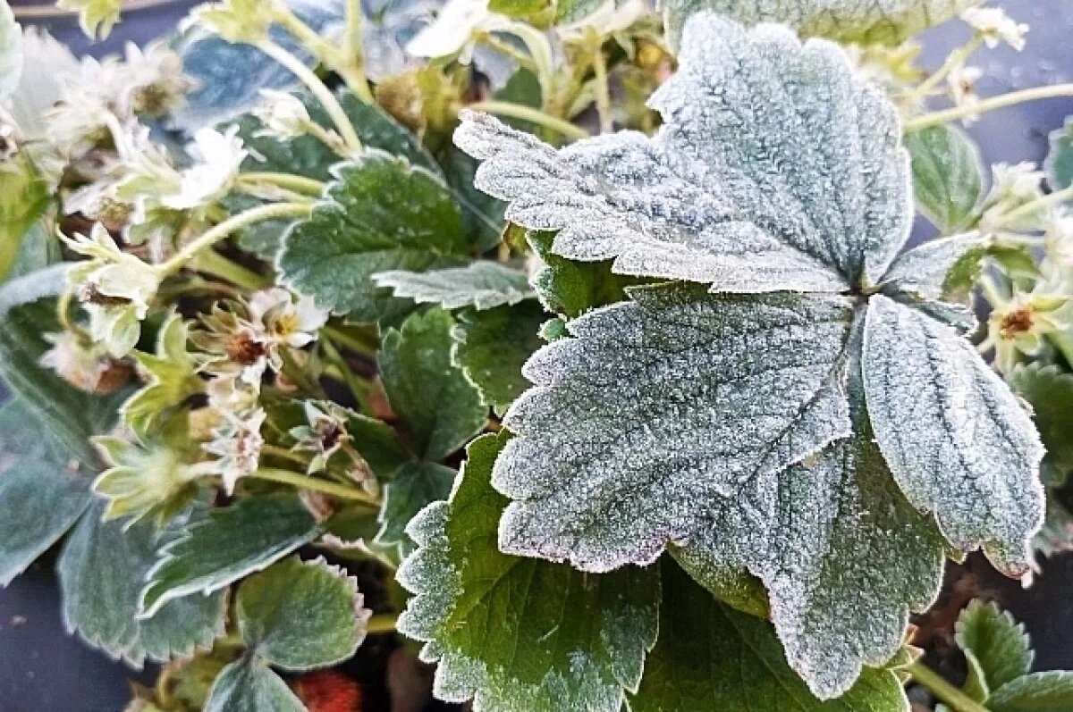    В ночь на воскресенье в Омской области обещают заморозки до -5