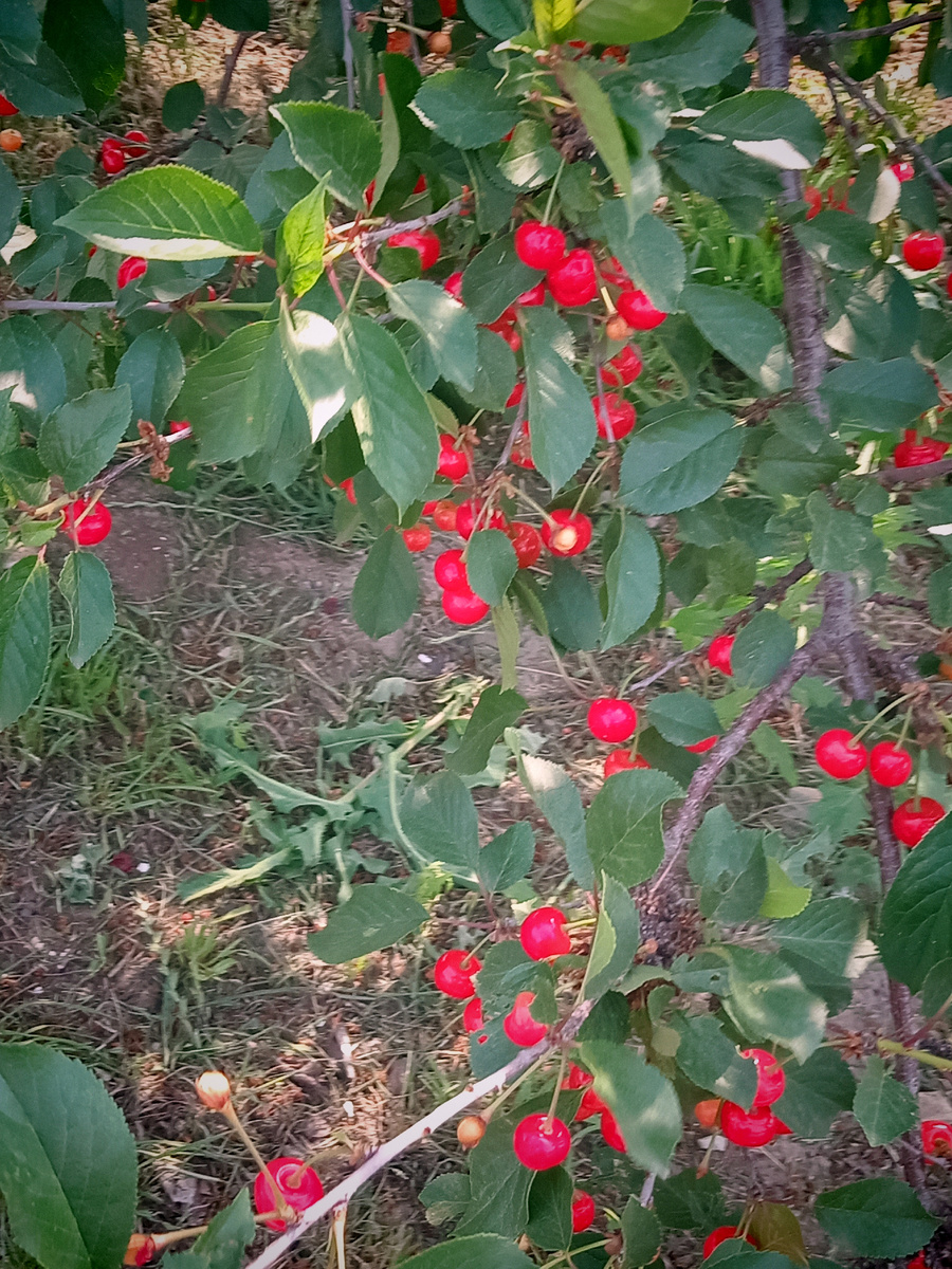 Черешня спеет. 