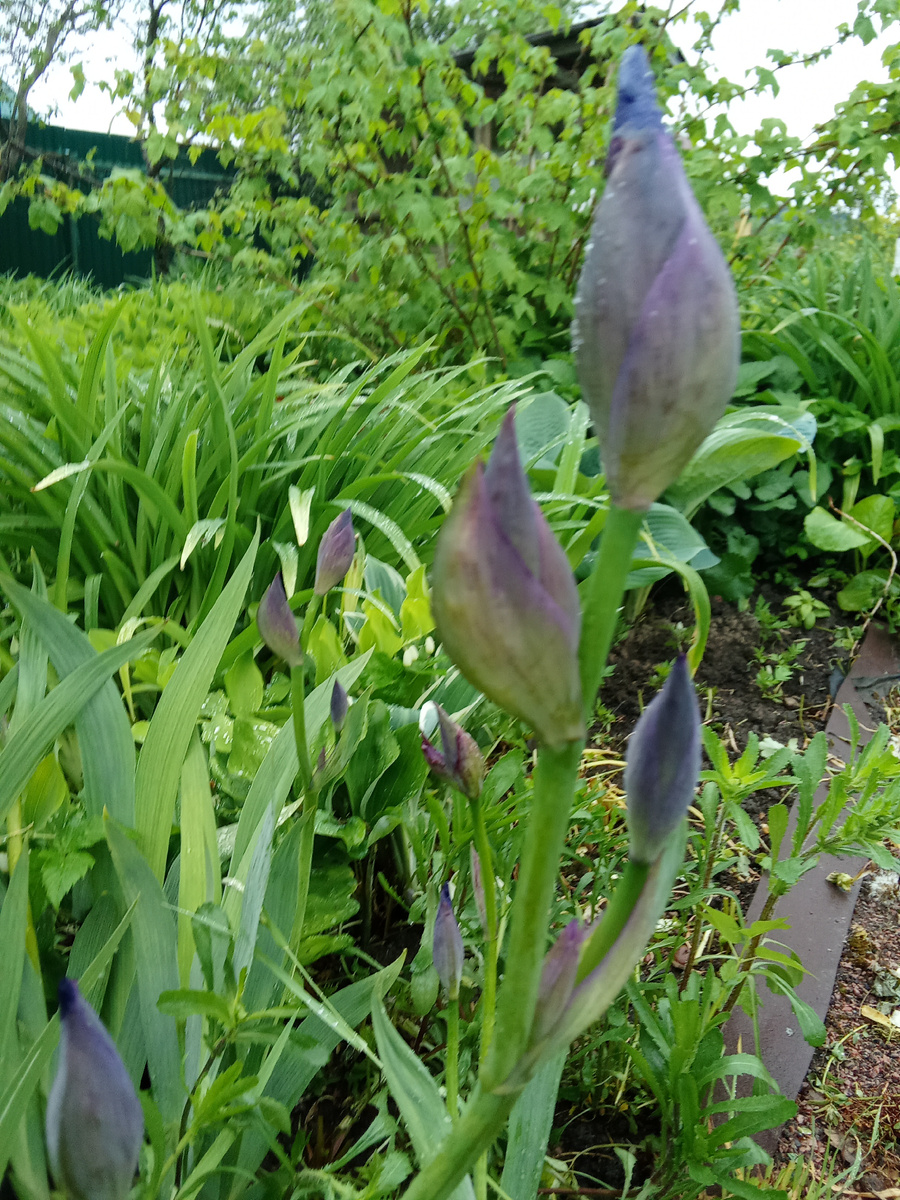 Ирисы зацветают 