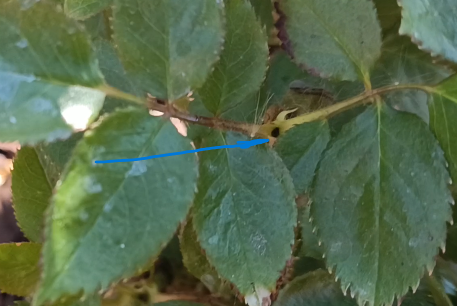 Побег остановил рост, засушил точку роста