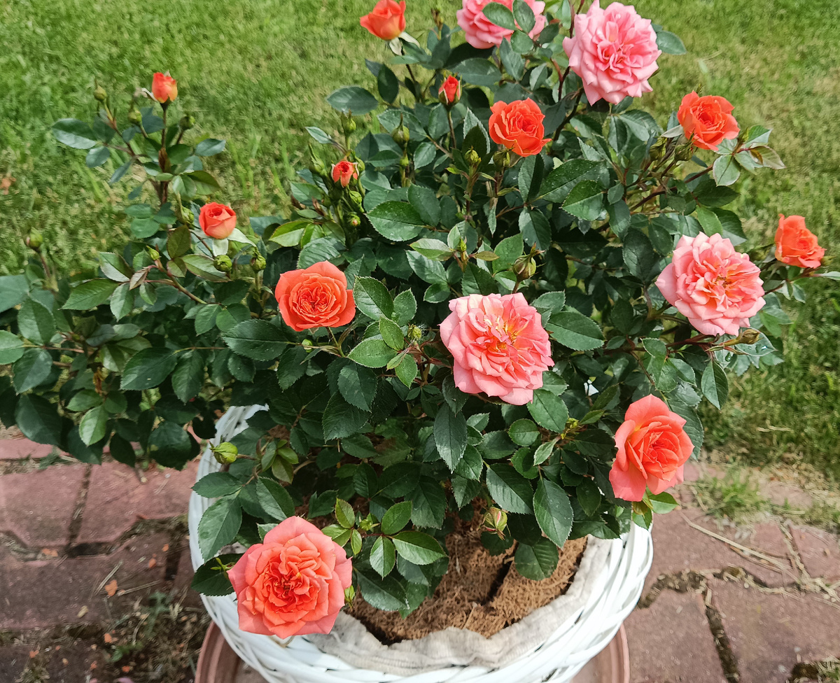 Открывают сезон розы в емкостях. Нинетта.