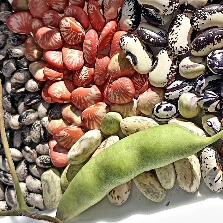 Обычная фасоль