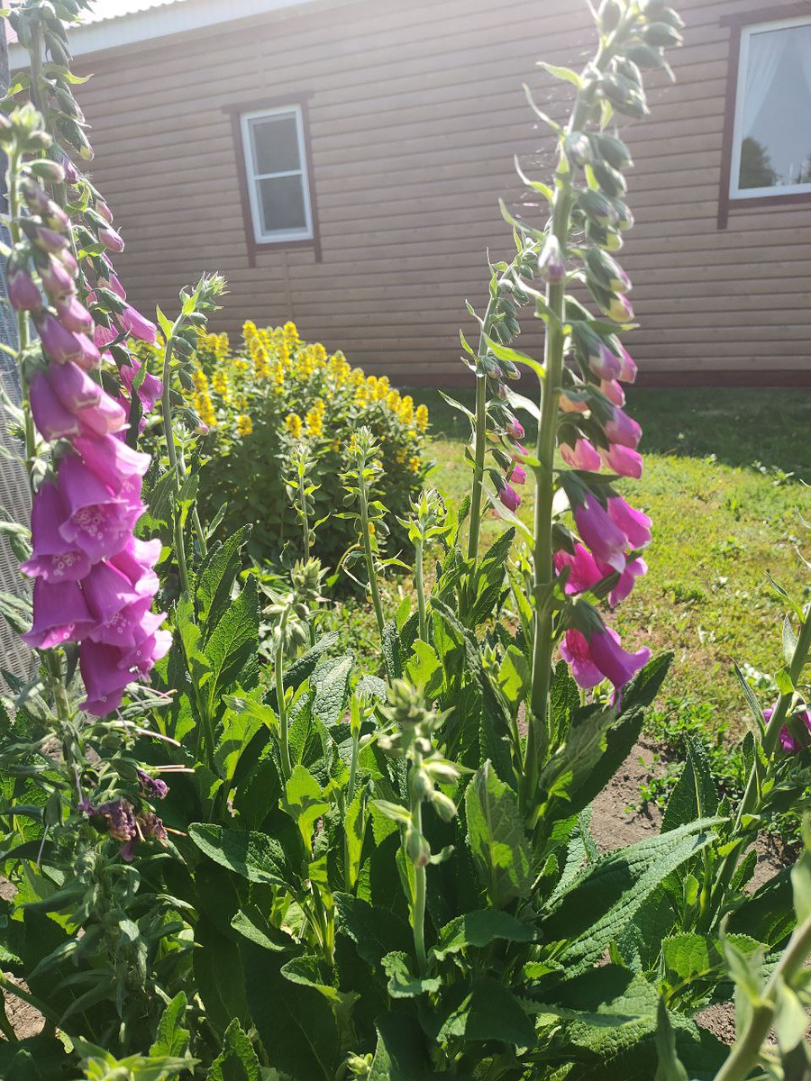 Наперстянка. Фото автора