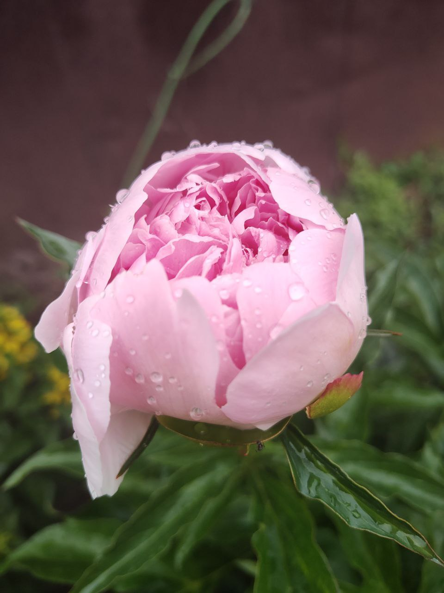 Розовый пион. Фото автора