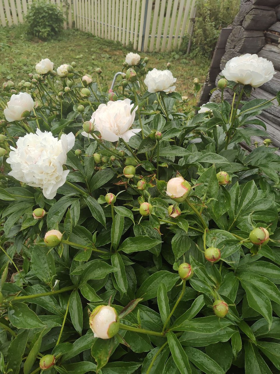 Белые пионы. Фото автора