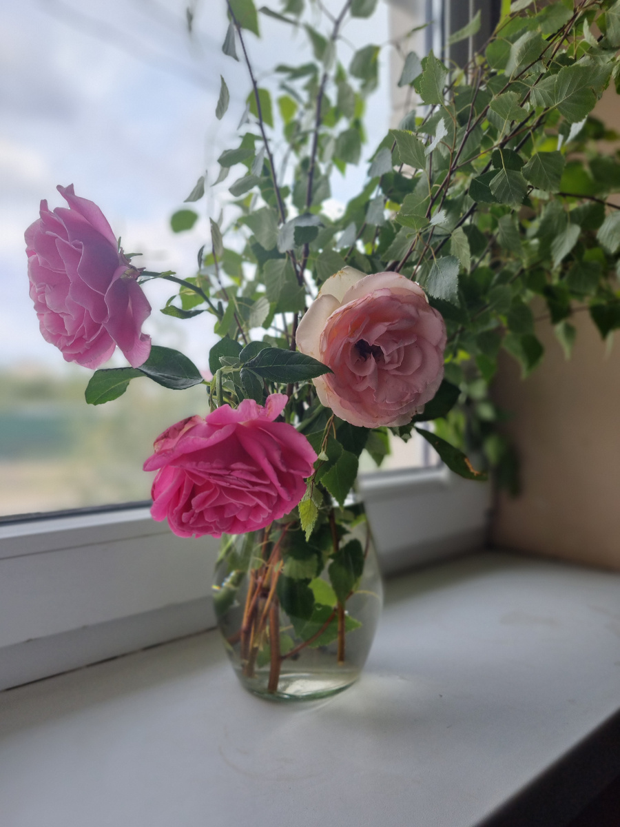 Последние розы этой весны собраны в букет. Вместе в березкой. 